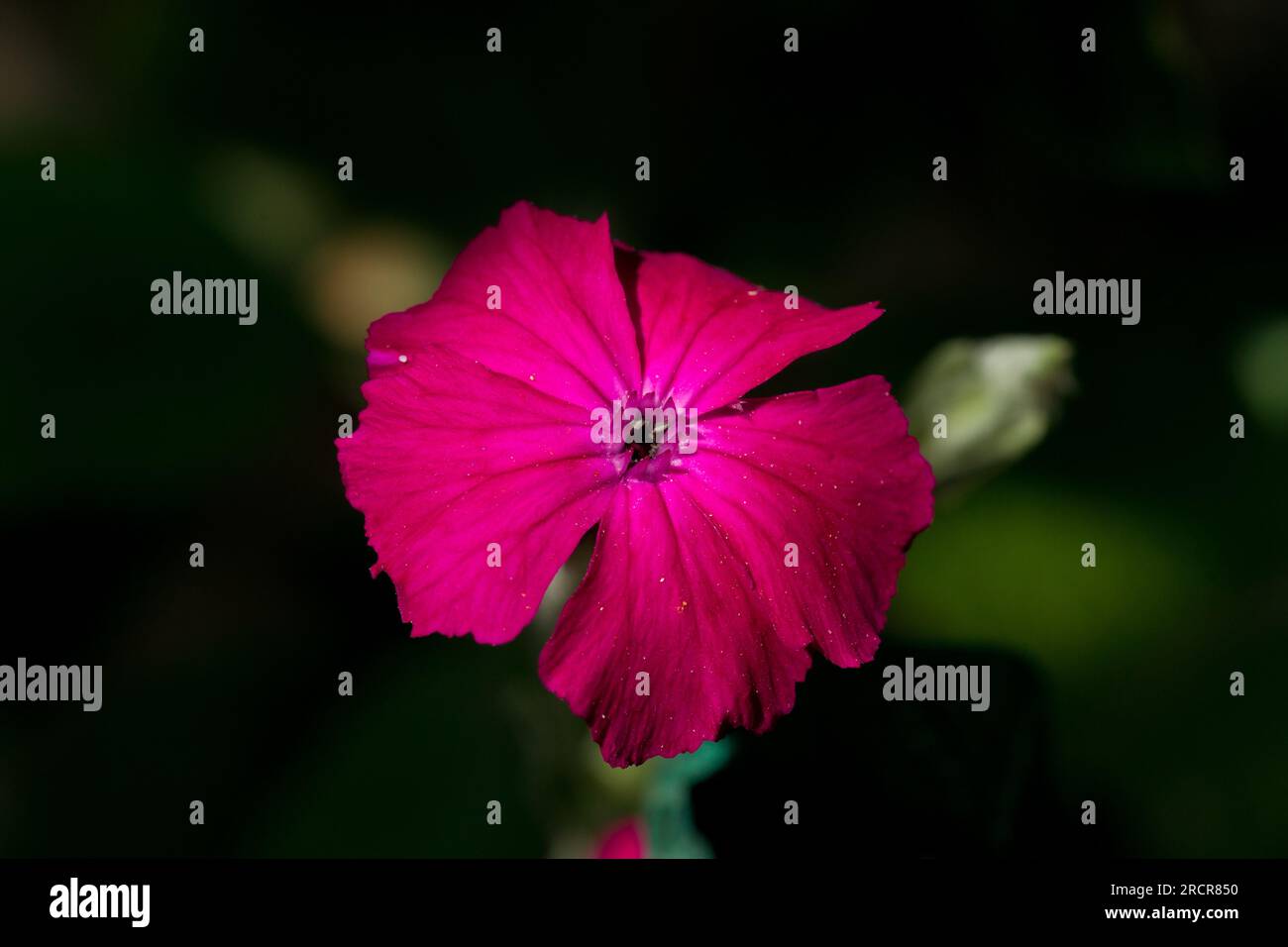 Rose Campion, Blütenkopf auf dunklem, unscharfem Hintergrund Stockfoto