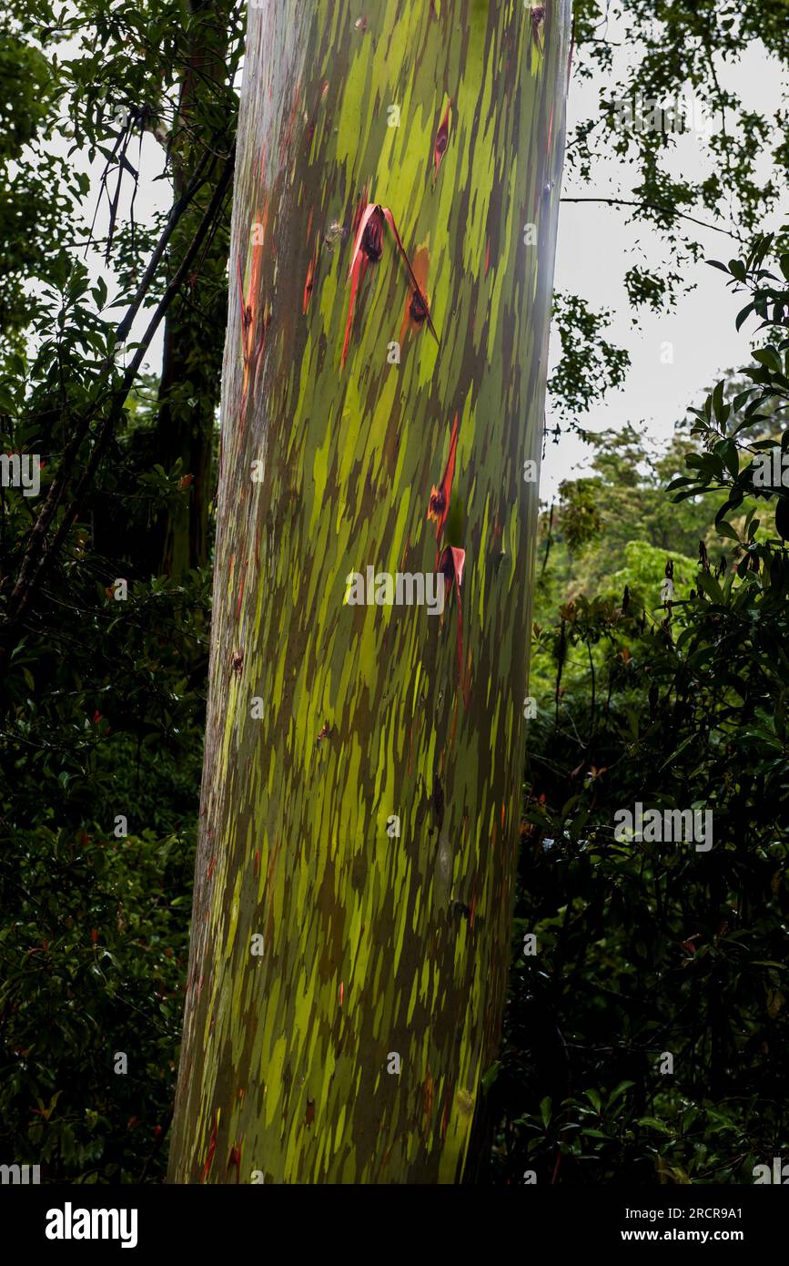 Stamm eines seltenen Regenbogen-Eukalyptus Stockfoto