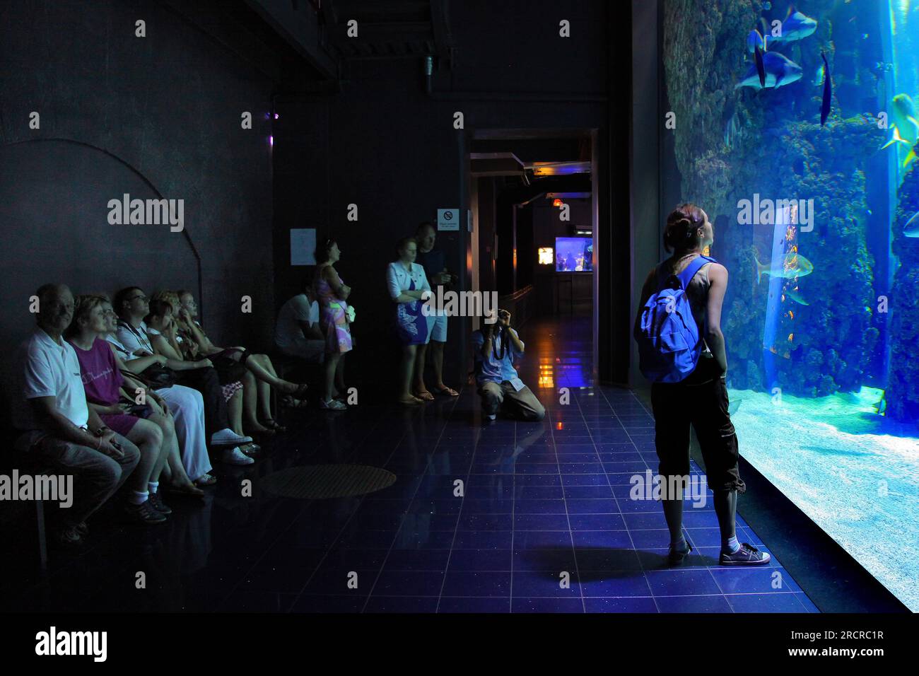 Aquarium, Abschnitt „Lagune der Haie“, Ozeanographisches Museum, Fürstentum Monaco, Monaco, Monte Carlo Stockfoto