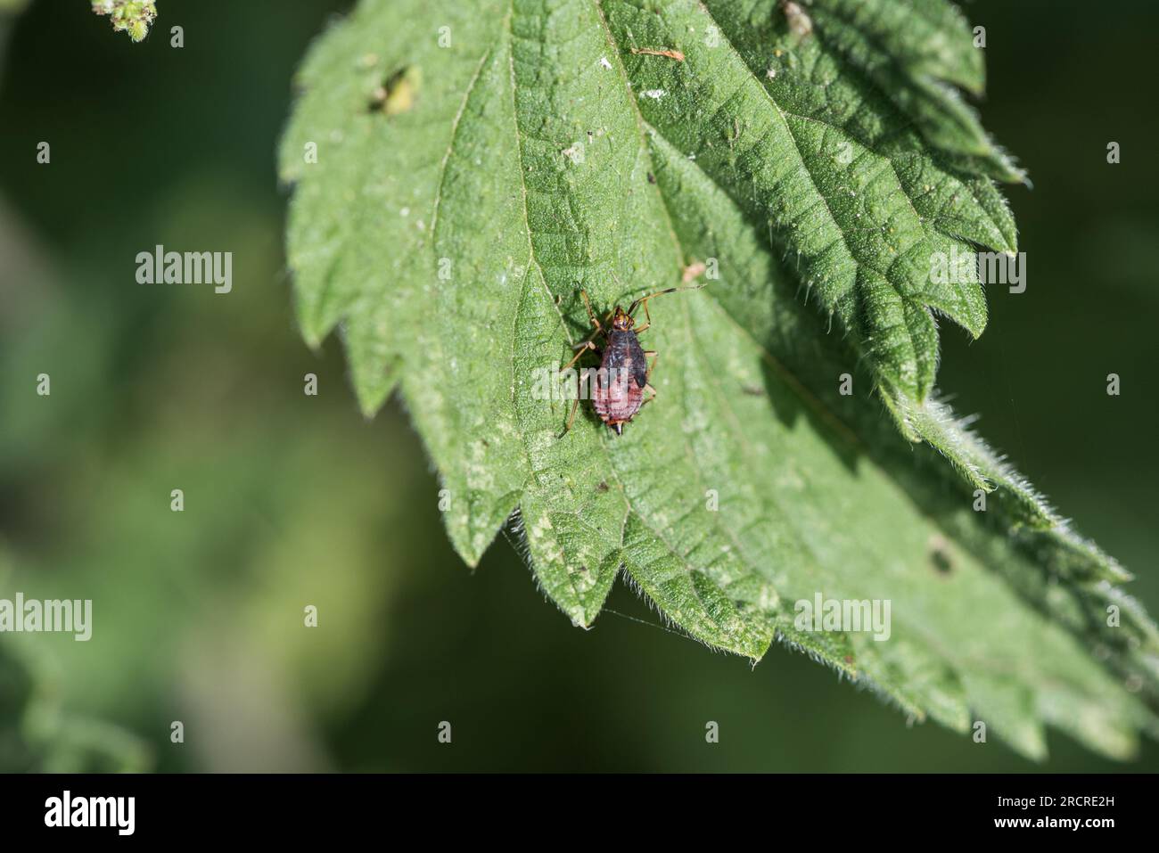 Nymphe der Rotfleckenkäfer (Deraeocoris ruber) auf einem Nesselblatt Stockfoto