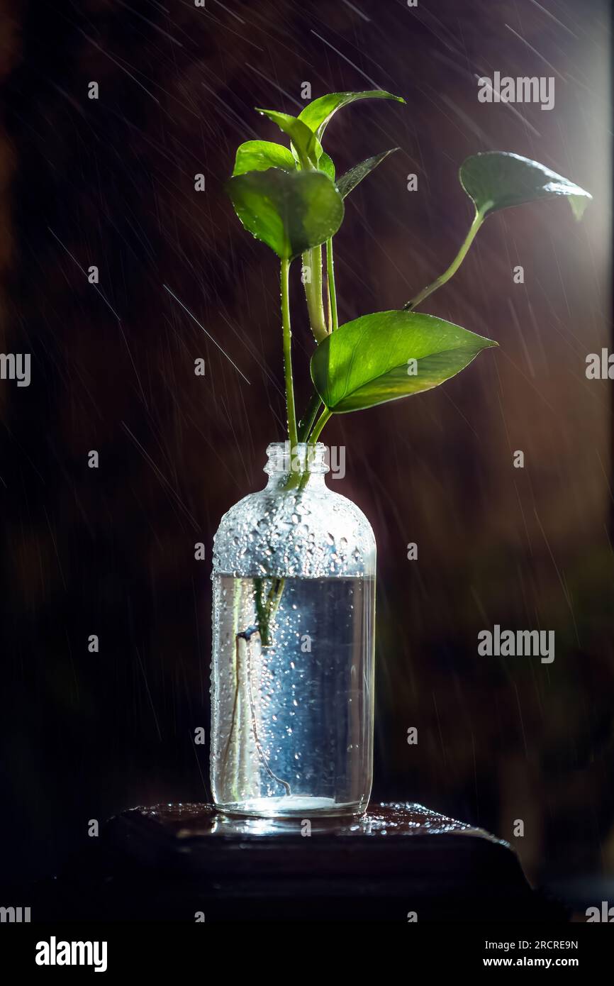 Eine Geldpflanze (Epipremnum aureum) ist eine beliebte Hauspflanze, die im Wasser wachsen kann. Um eine Geldpflanze zu vermehren, können Sie einen gesunden Stamm schneiden und platzieren Stockfoto