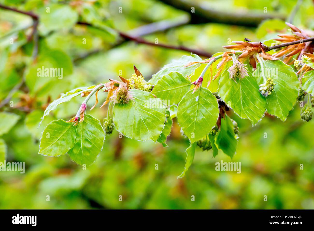Buche (fagus sylvatica), Nahaufnahme der mnnlichen und weiblichen Blumen  des Baums, der zwischen den neuen Blttern im Frhling wchst  Stockfotografie - Alamy