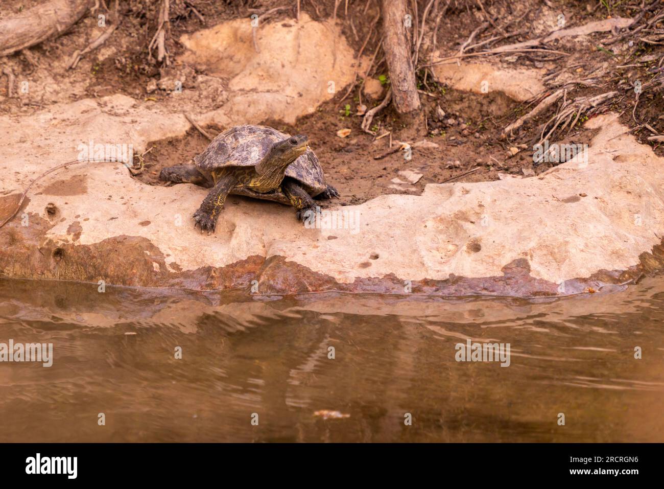 Wasserschildkröten sonnen sich auf einem Felsen. Stockfoto