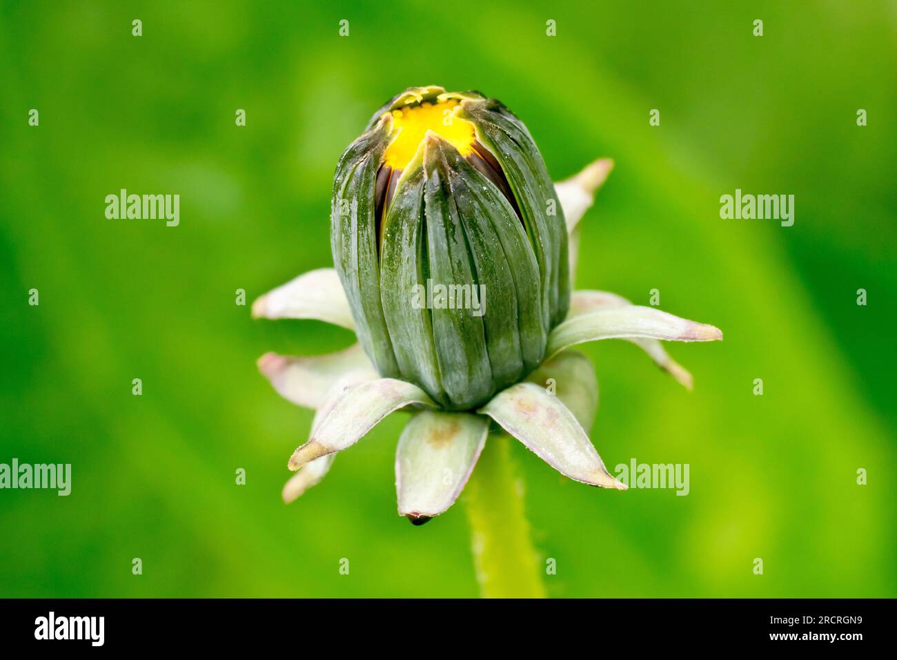 Löwenzahn (Taraxacum officinale), Nahaufnahme einer einzelnen Blüte der gewöhnlichen Pflanze oder des Unkrauts, isoliert vor einem leeren grünen Hintergrund. Stockfoto