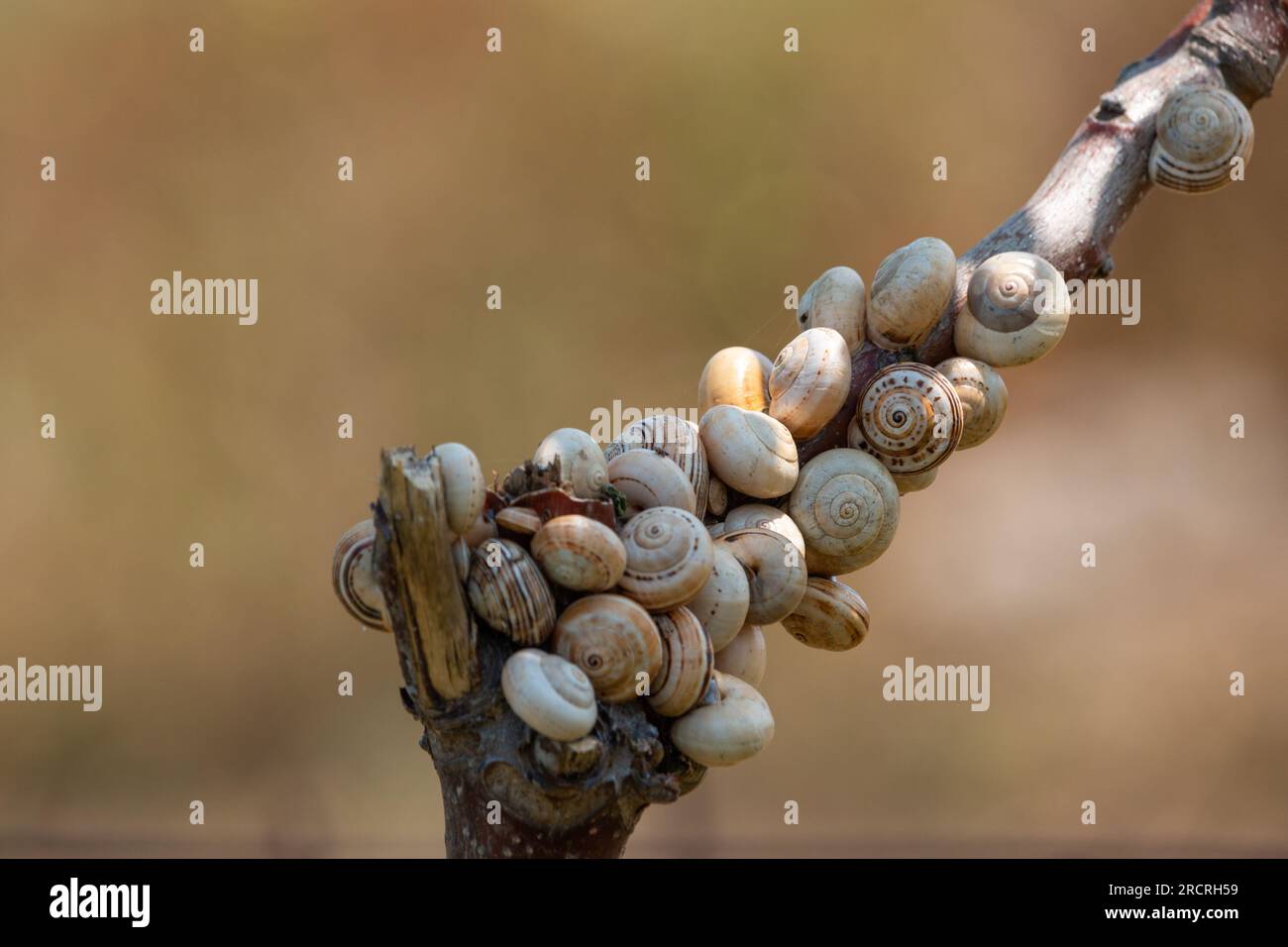Schnecken beleben im Sommer Stockfoto