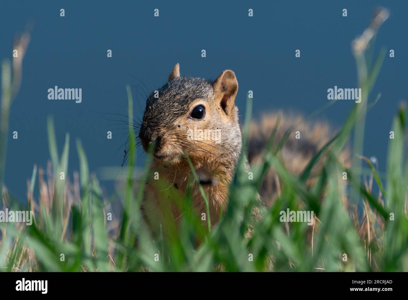 Ein Cut Fox Eichhörnchen mit seinen Ohren, das an einem sonnigen Morgen über das Gras am Ufer eines Teichs blickt. Stockfoto