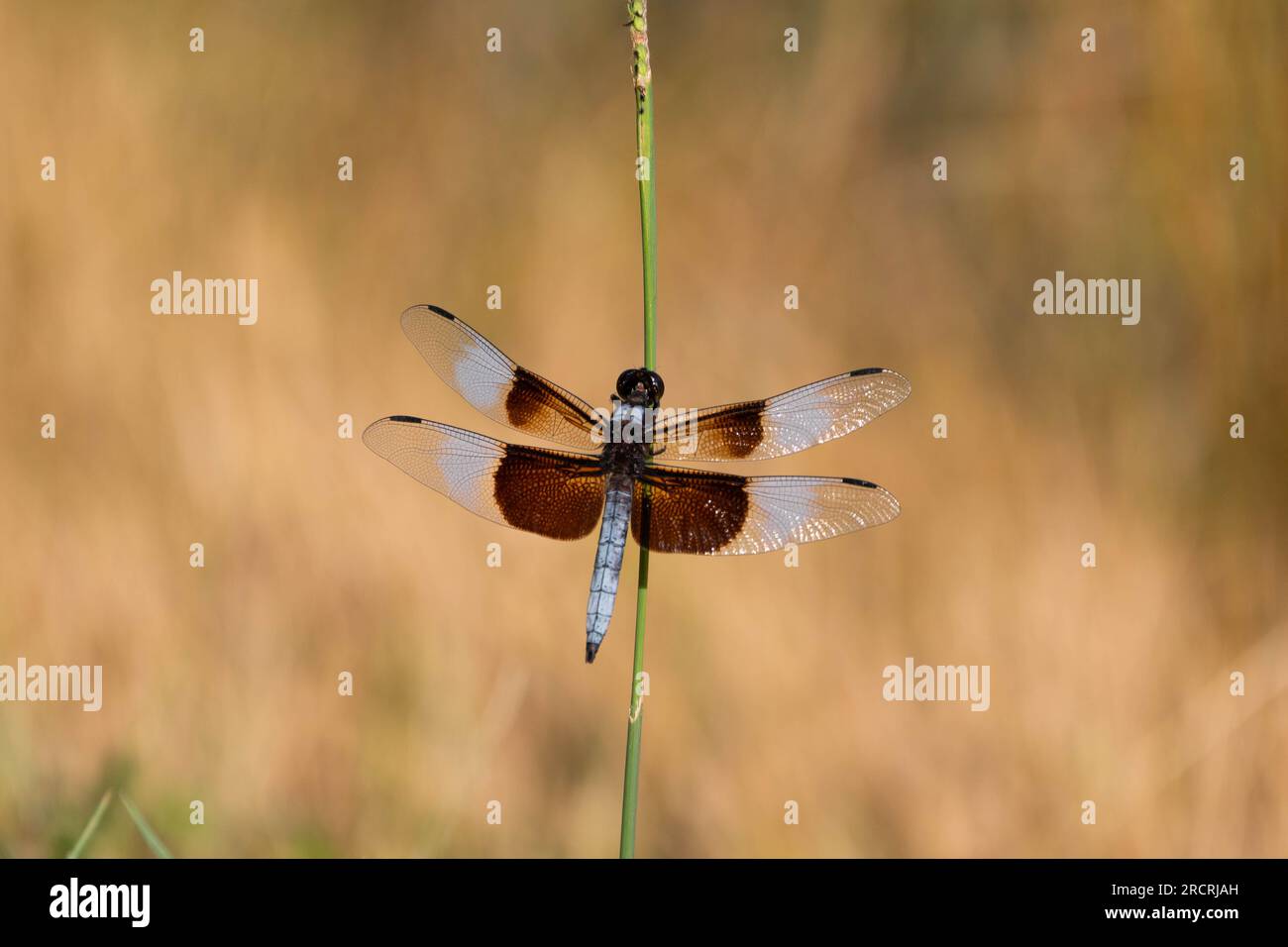 Eine wunderschöne Widow Skimmer-Libelle, hoch oben auf einem grünen Stock, mit breiten Flügeln und einem dunklen, braunen Hintergrund aus trockenem Gras. Stockfoto