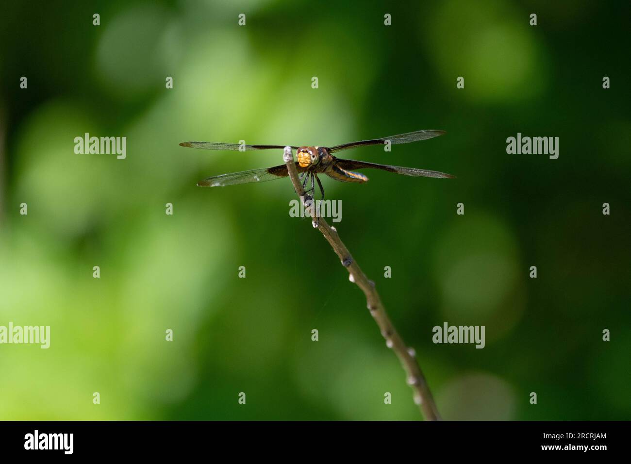 Vom Kopf aus sehen Sie eine Libelle von Witwe Skimmer, die sich an einem kleinen Stock festhält und wie ein Flugzeug aussieht, das startbereit ist. Stockfoto