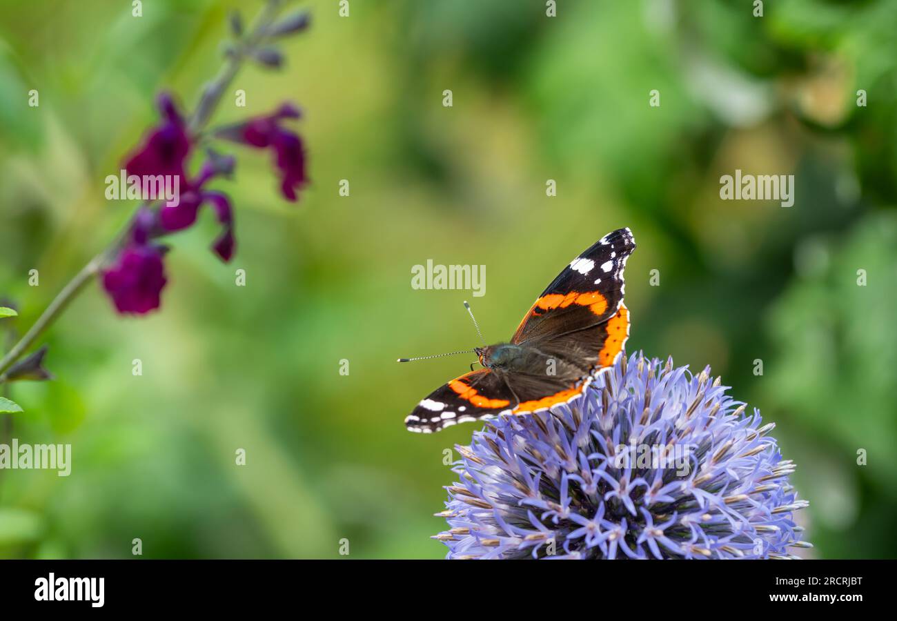 Großaufnahme des Roten Admirals Schmetterling (Vanessa atalanta) mit Flügeln nach außen, der im Sommer in Großbritannien auf einer Globe Thistle (Echinops)-Fabrik sitzt. Stockfoto