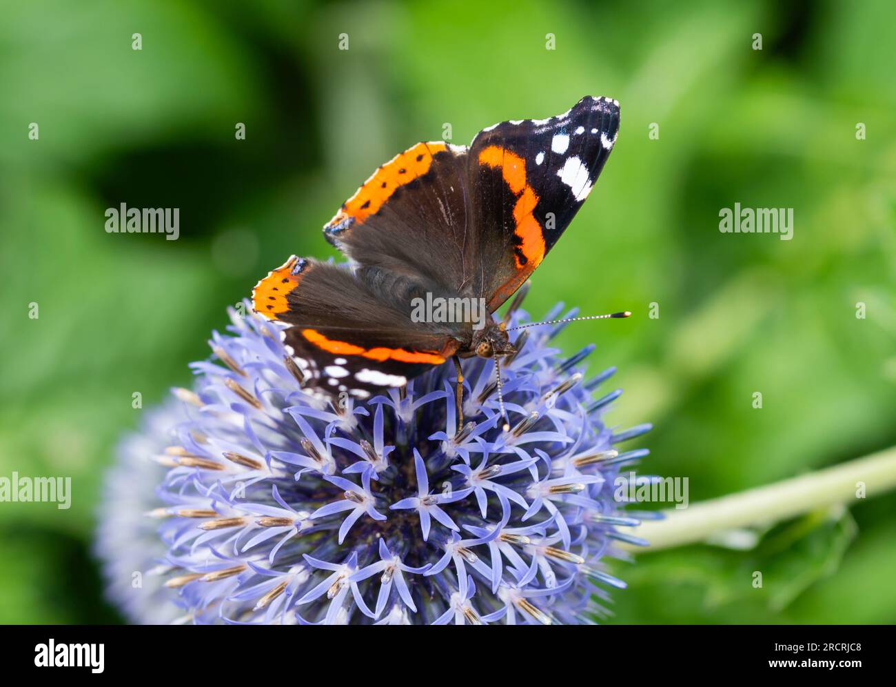 Großaufnahme des Roten Admirals Schmetterling (Vanessa atalanta) mit Flügeln nach außen, der im Sommer in Großbritannien auf einer Globe Thistle (Echinops)-Fabrik sitzt. Stockfoto