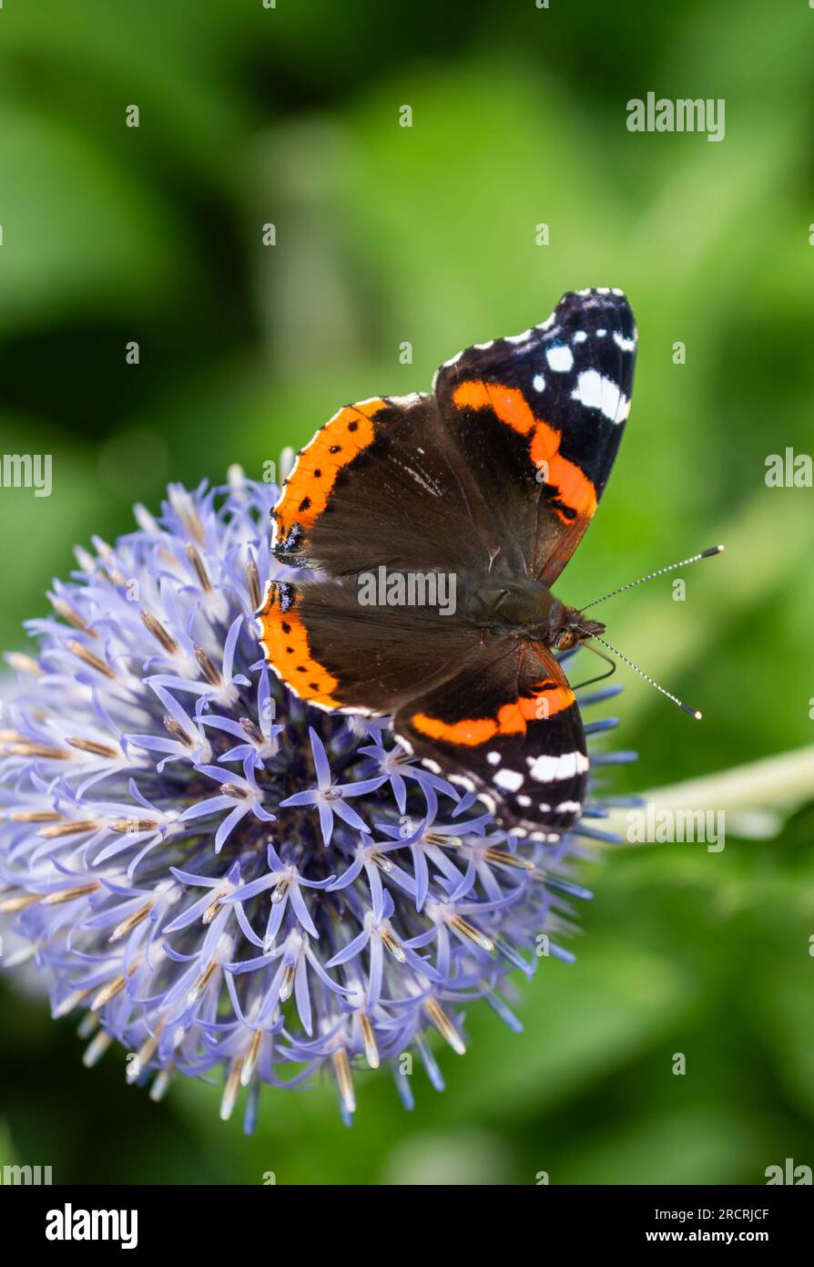 Großaufnahme des Roten Admirals Schmetterling (Vanessa atalanta) mit Flügeln nach außen, der im Sommer in Großbritannien auf einer Globe Thistle (Echinops)-Fabrik sitzt. Stockfoto