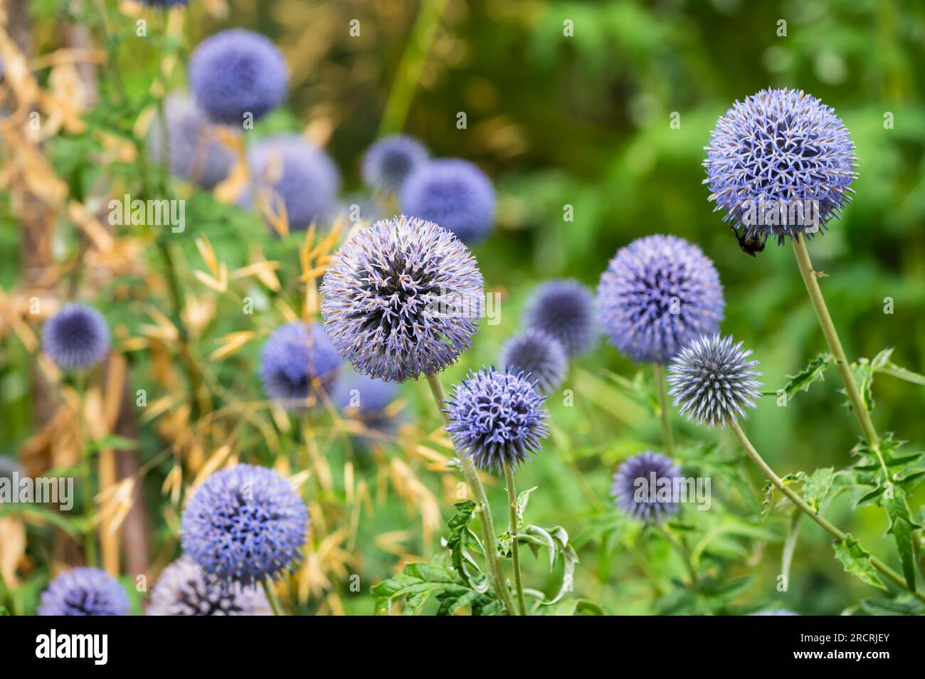 Fabrik Globe Thistle (Echinops) im Sommer in Großbritannien. Kugeldistel. Stockfoto