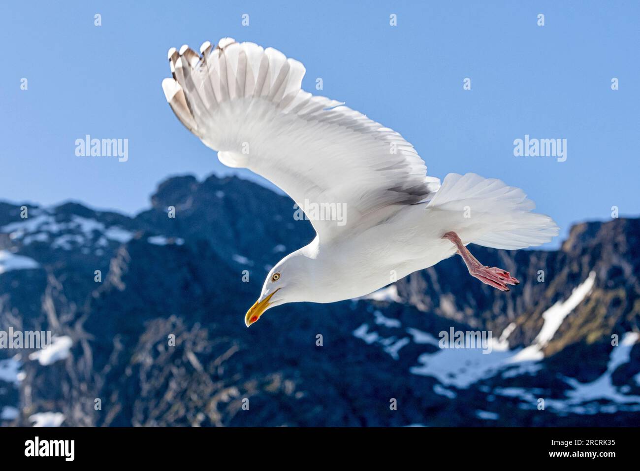 Junge Möwen, die europäische Heringsmull (Larus argentatus), fliegen auf der Suche nach Nahrung vor den Bergen mit Schneefeldern. Raftsund, Nordland, Norwegen Stockfoto