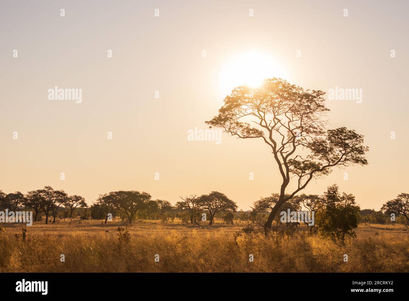 Sonnenuntergang in der Savanne von Afrika mit einem Baum, Safari in Simbabwe Stockfoto