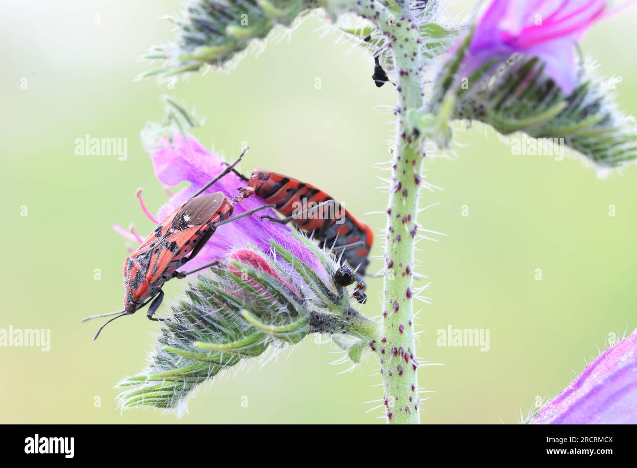 Schwarz-Rot-Käfer auf einer Blume Stockfoto