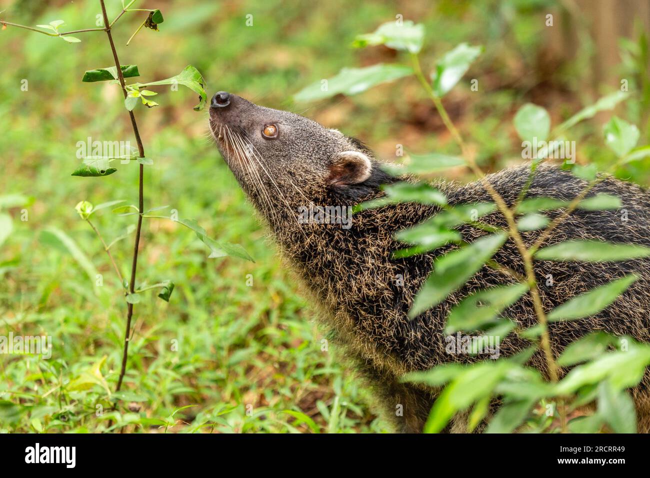 Binturong oder philipino bearcat, der die Pflanze im Wald riecht, Palawan, Philippinen Stockfoto