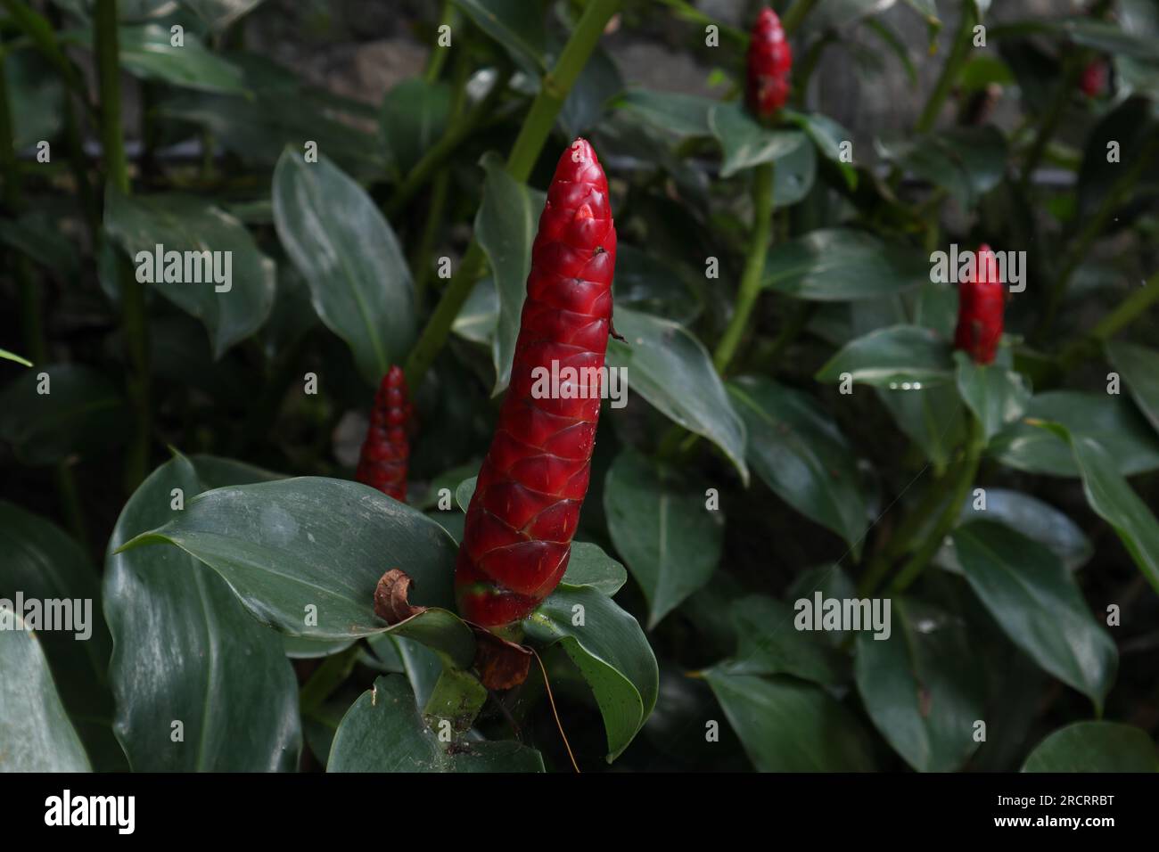 Nahaufnahme einer roten Ingwerblüte (Costus Woodsonii) im Garten Stockfoto