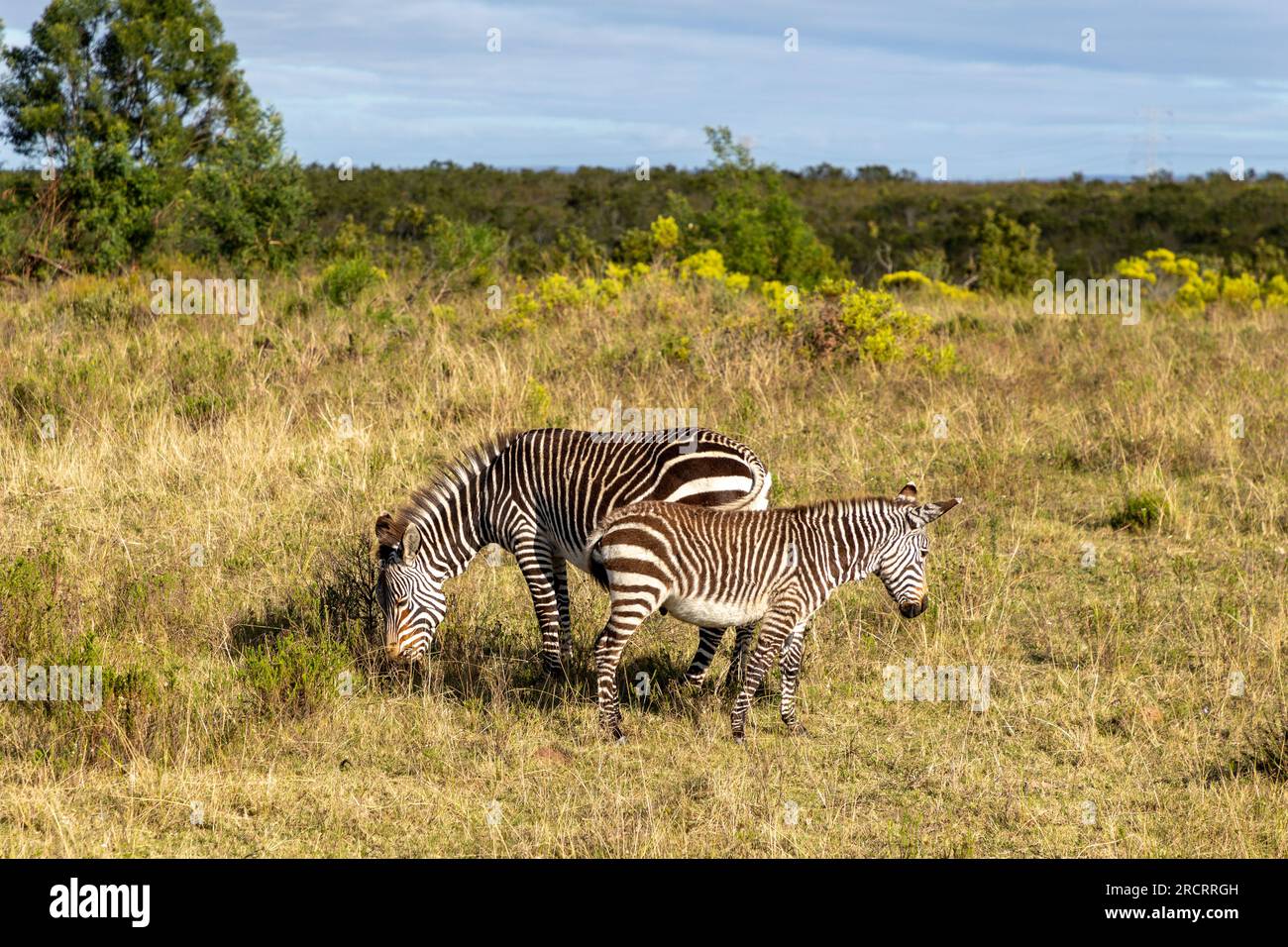 Ausgewachsenes Cape Mountain Zebra und ein junges Fohlen, das auf einem Grasfeld in einem südafrikanischen Wildreservat grast. Stockfoto