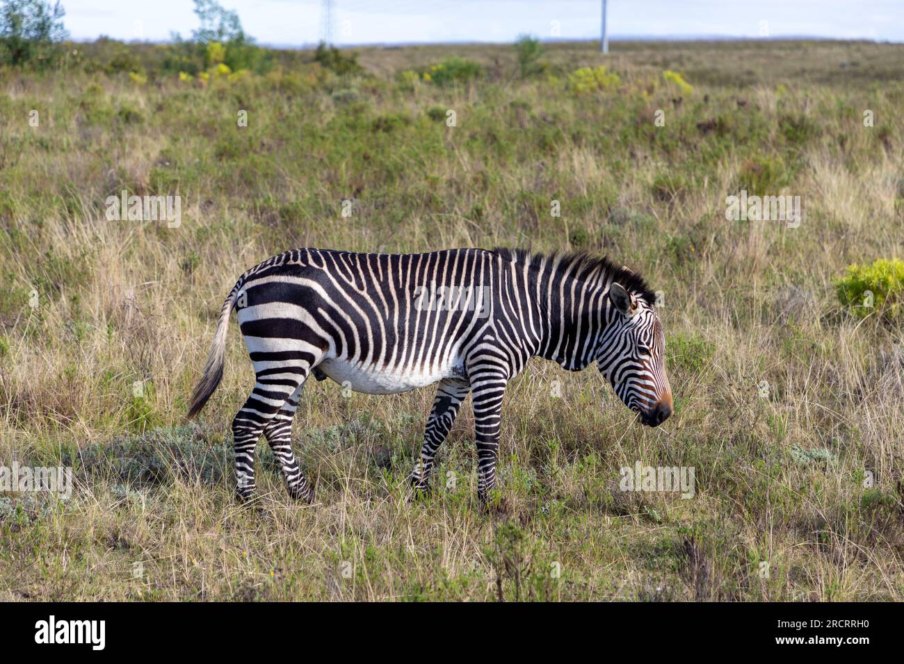 Cape Mountain Zebra weidet auf einem Grasfeld in einem südafrikanischen Wildreservat. Stockfoto