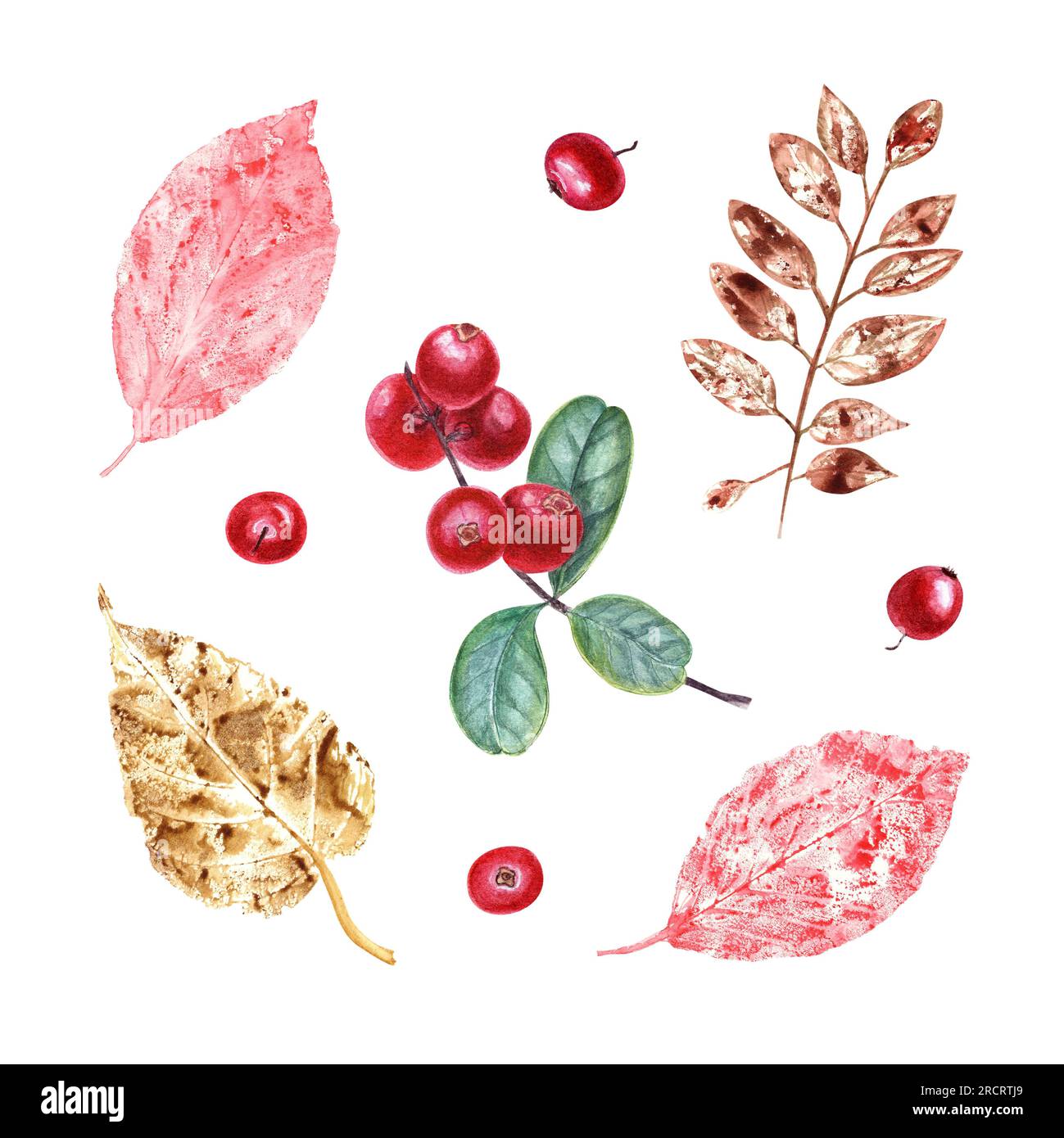 Farbenfrohe Herbstabdrücke, isolierte Kuhbeeren auf weißem Hintergrund. Satz trockener Blätter und Beeren im Herbst. Aquarelldarstellung von Silhouetten Stockfoto