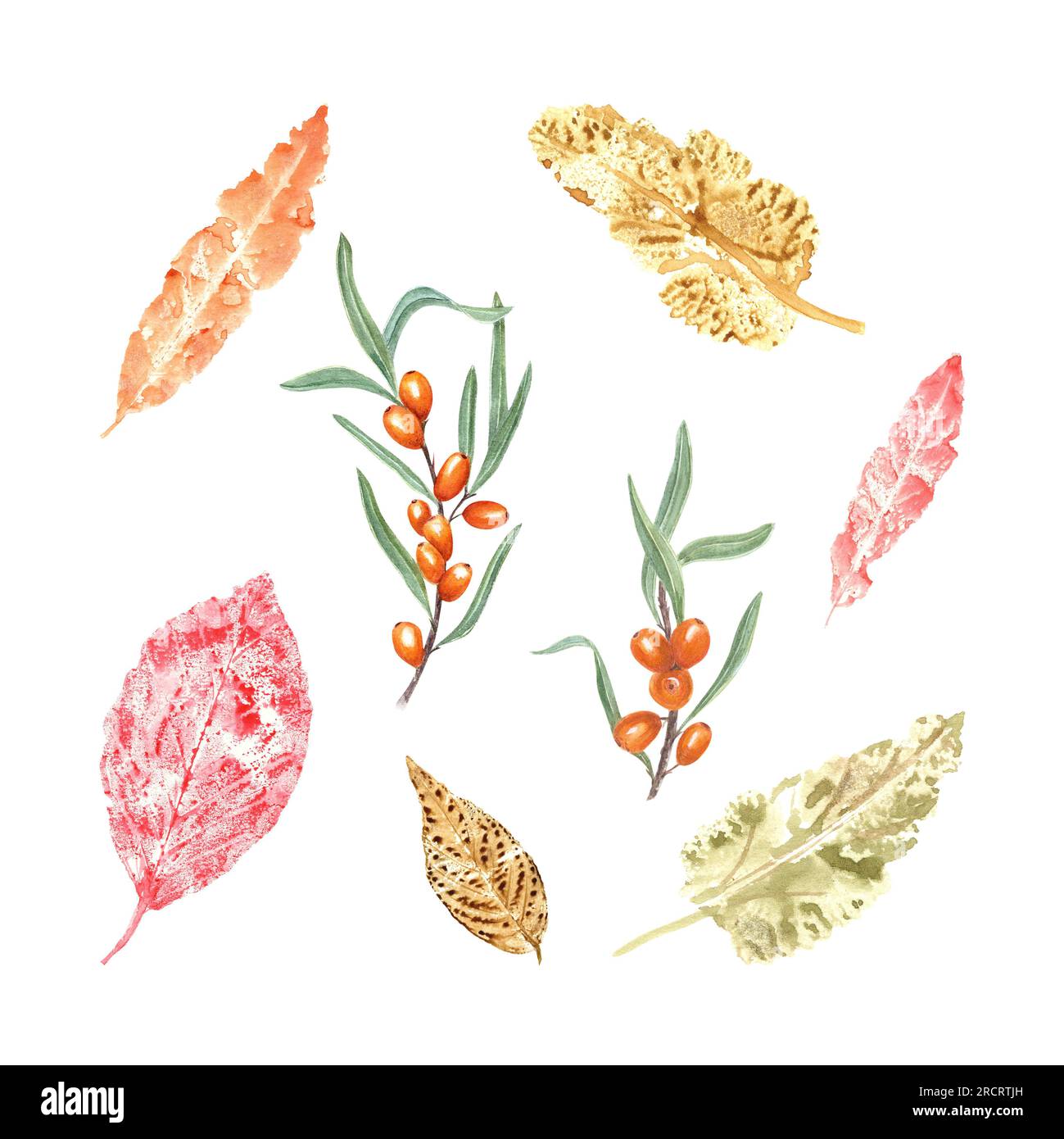 Abdrücke von Herbstblättern, Sanddorn isoliert auf weißem Hintergrund. Herbsttrockenblätter, reife frische Beeren. Aquarelldarstellung Stockfoto