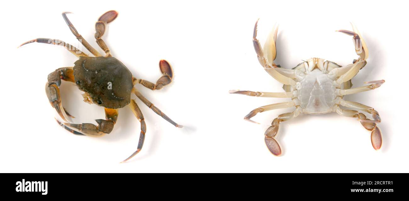 Genießbare lebendig Krabbe auf weißem Hintergrund Stockfoto