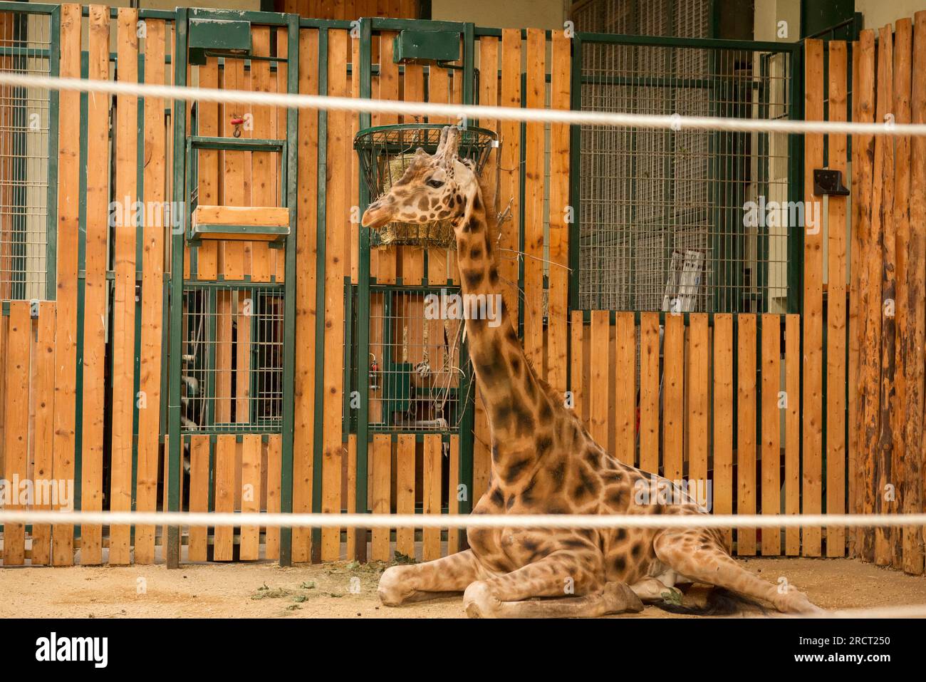 Giraffenkalb in einem Käfig im Danziger Zoo, Oliwa, Danzig, Polen, Europa, EU Stockfoto