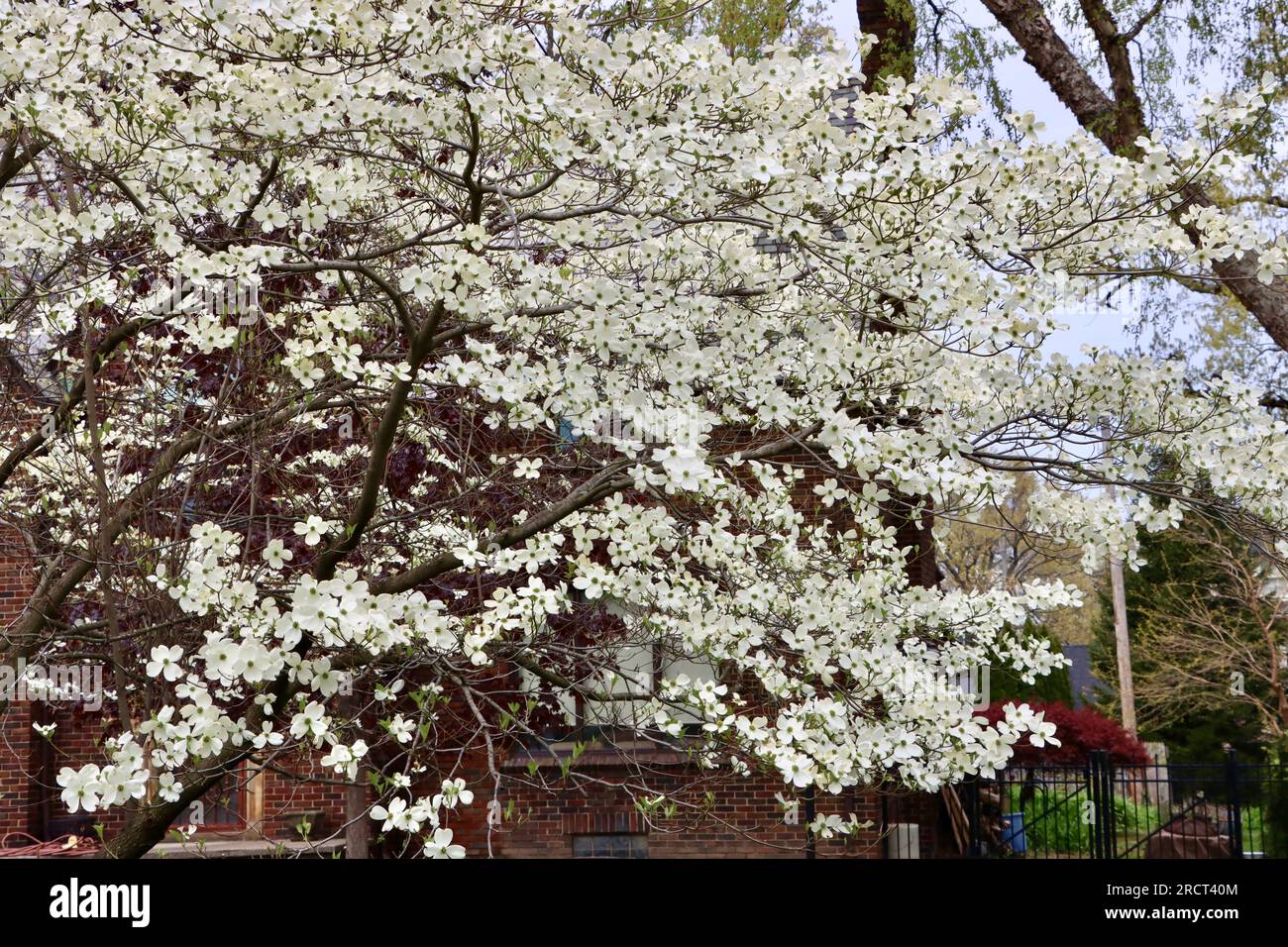 Dogwood, Cornus, florida, in voller Blüte in Lakewood, Ohio Stockfoto