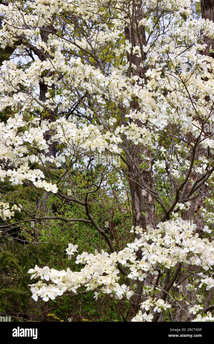Dogwood, Cornus, florida, in voller Blüte in Lakewood, Ohio Stockfoto
