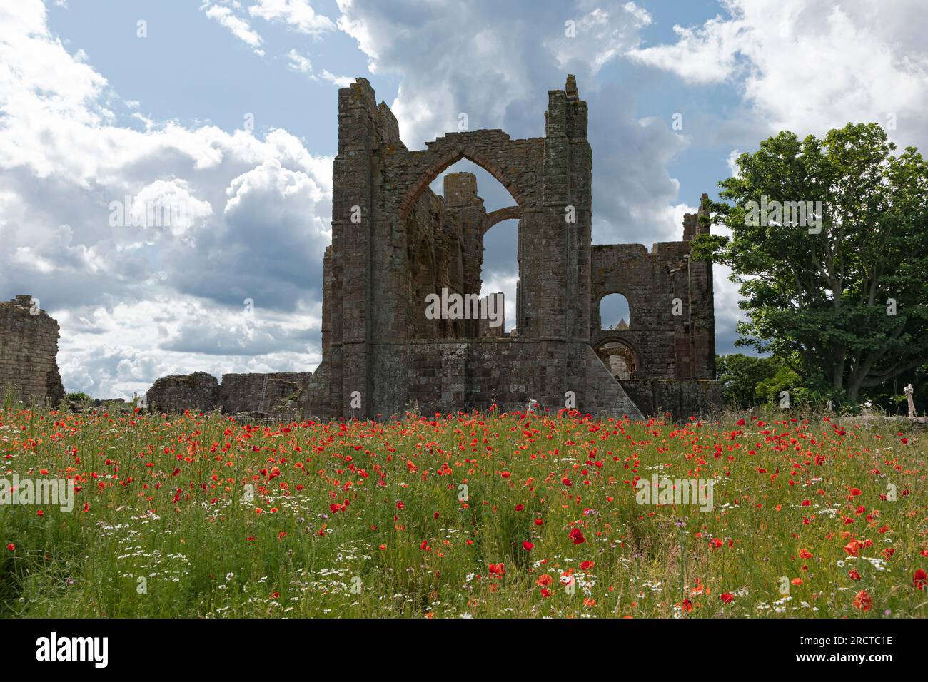 Lindisfarne, Holy Island, North Yorkshire, Vereinigtes Königreich - Juni 29. 2023 - Lindisfarne hat eine Priory auf Holy Island mit einem Mohnfeld im Vordergrund verworfen Stockfoto