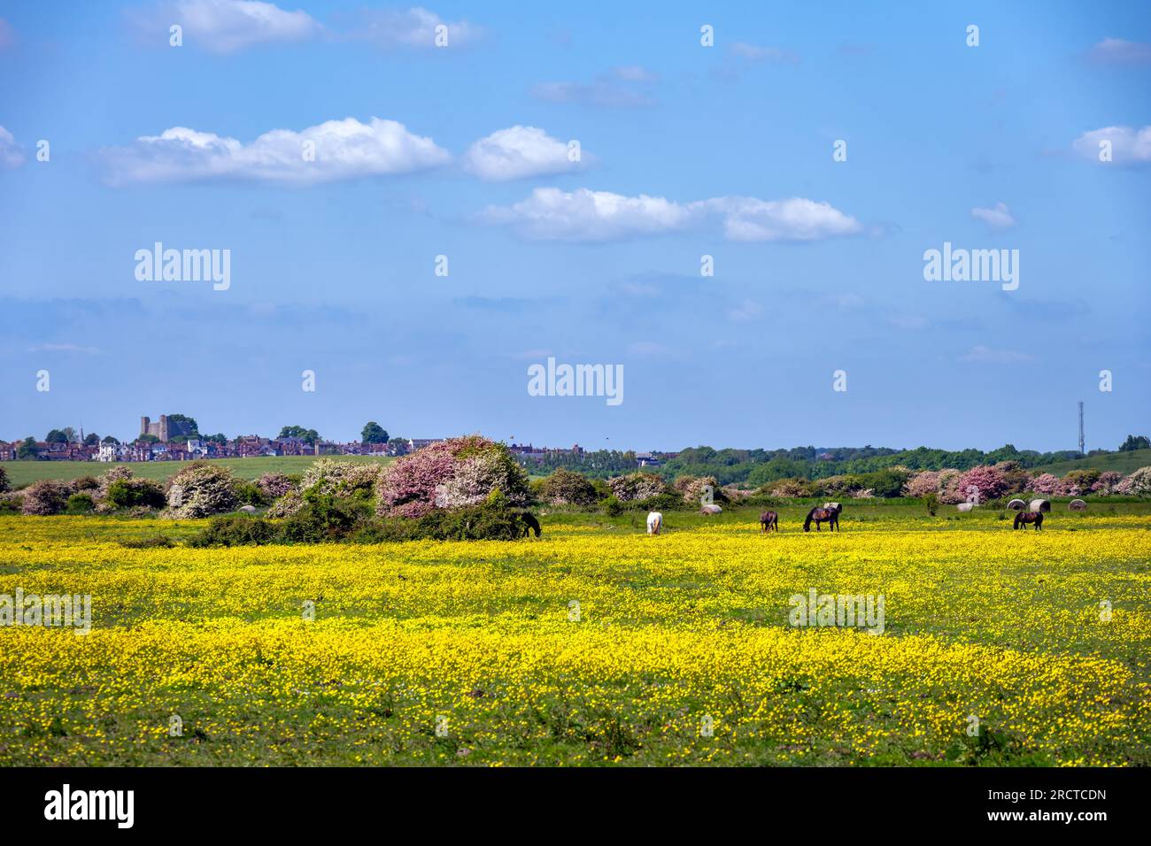 Rundgang durch Rodmell im Frühling, East Sussex, England, Pferde auf einem Feld voller Butterblumen mit Lewes Castle im Hintergrund Stockfoto