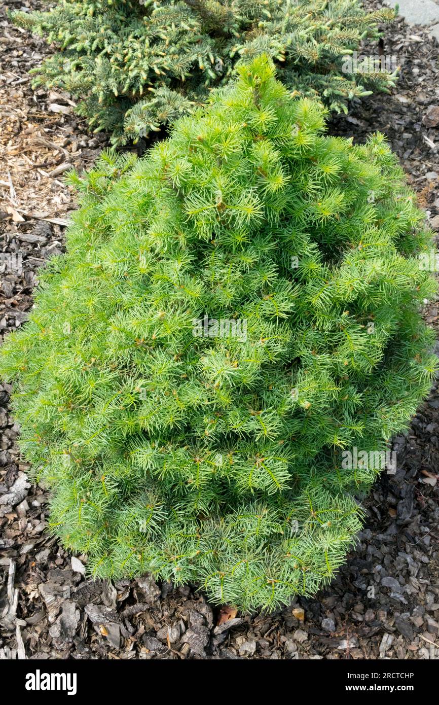 Pinaceae, Small, Tree, White Fir, Abies Concolor „Nana Domschke“ ideal für Felsgärten, Zwerg, Fir Stockfoto