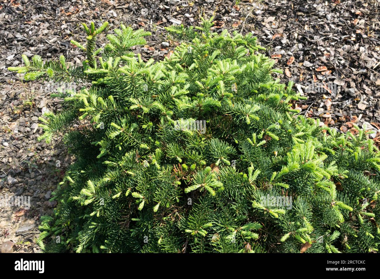 Tiny, Tree, Small, Size, Abies procera „Delbar’s Cascade“, Noble Tanne Stockfoto