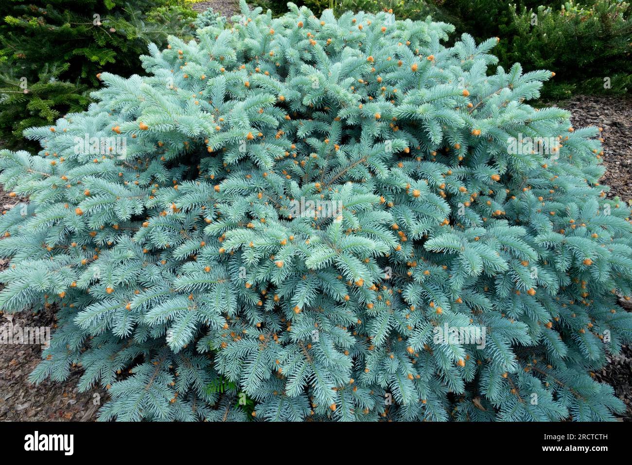 Blau, Koniferen, sphärisch, Colorado Blue Spruce, Picea pungens "Domschke" im Garten, Zwergbaum Stockfoto