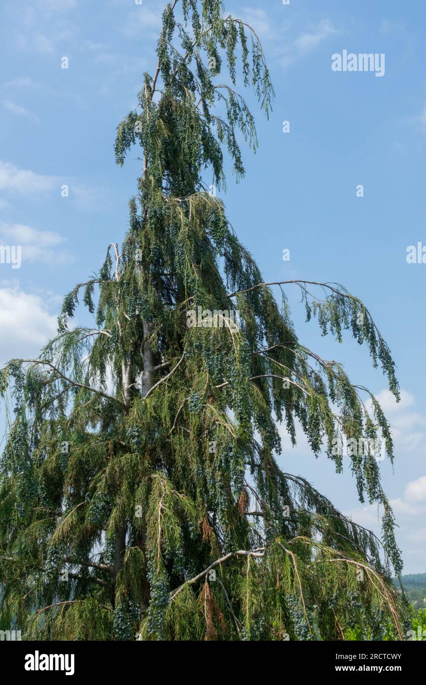 Lawson False Cypress, Chamaecyparis lawsoniana "Wasserfall", Weinen, Baum Stockfoto