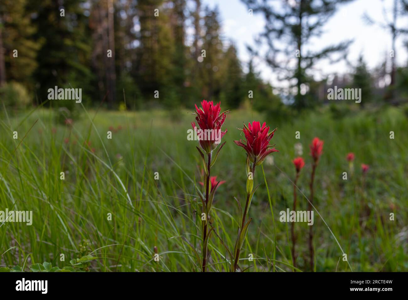 Castilleja, indischer Paintbrush, Prarie Fire Blumen im Banff National Park während der Sommerzeit. Leuchtend rote Wildblumen auf einem Feld. Stockfoto