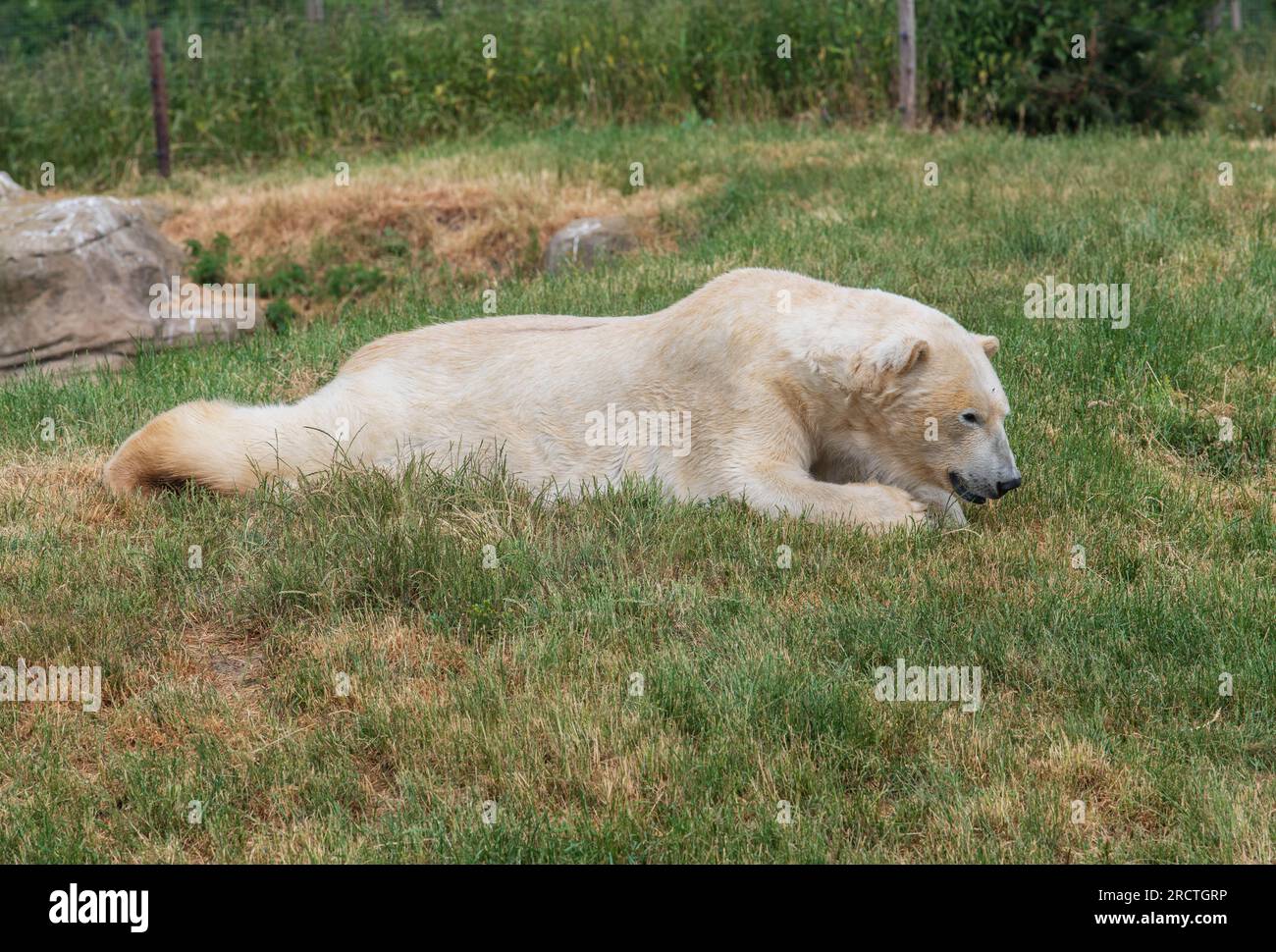 Ein Eisbär wird im Yorkshire Wildlife Park als Teil des „Project Polar“ gesehen. Englands einziges Projekt zur Erhaltung von Eisbären und das größte außerhalb von C. Stockfoto