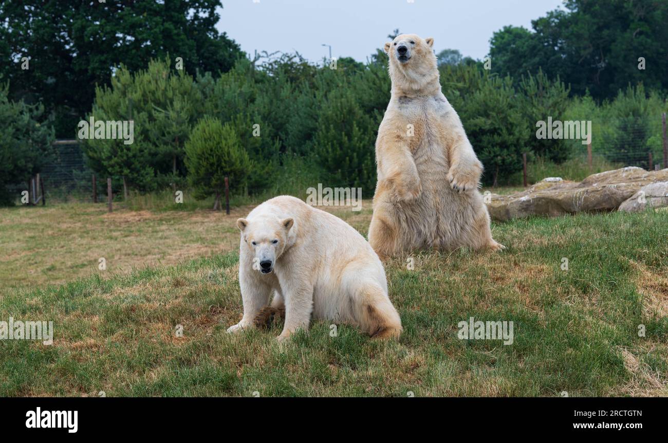 Im Yorkshire Wildlife Park werden zwei Eisbären als Teil des „Project Polar“ gesehen. Englands einziges Projekt zur Erhaltung von Eisbären und das größte außerhalb Stockfoto