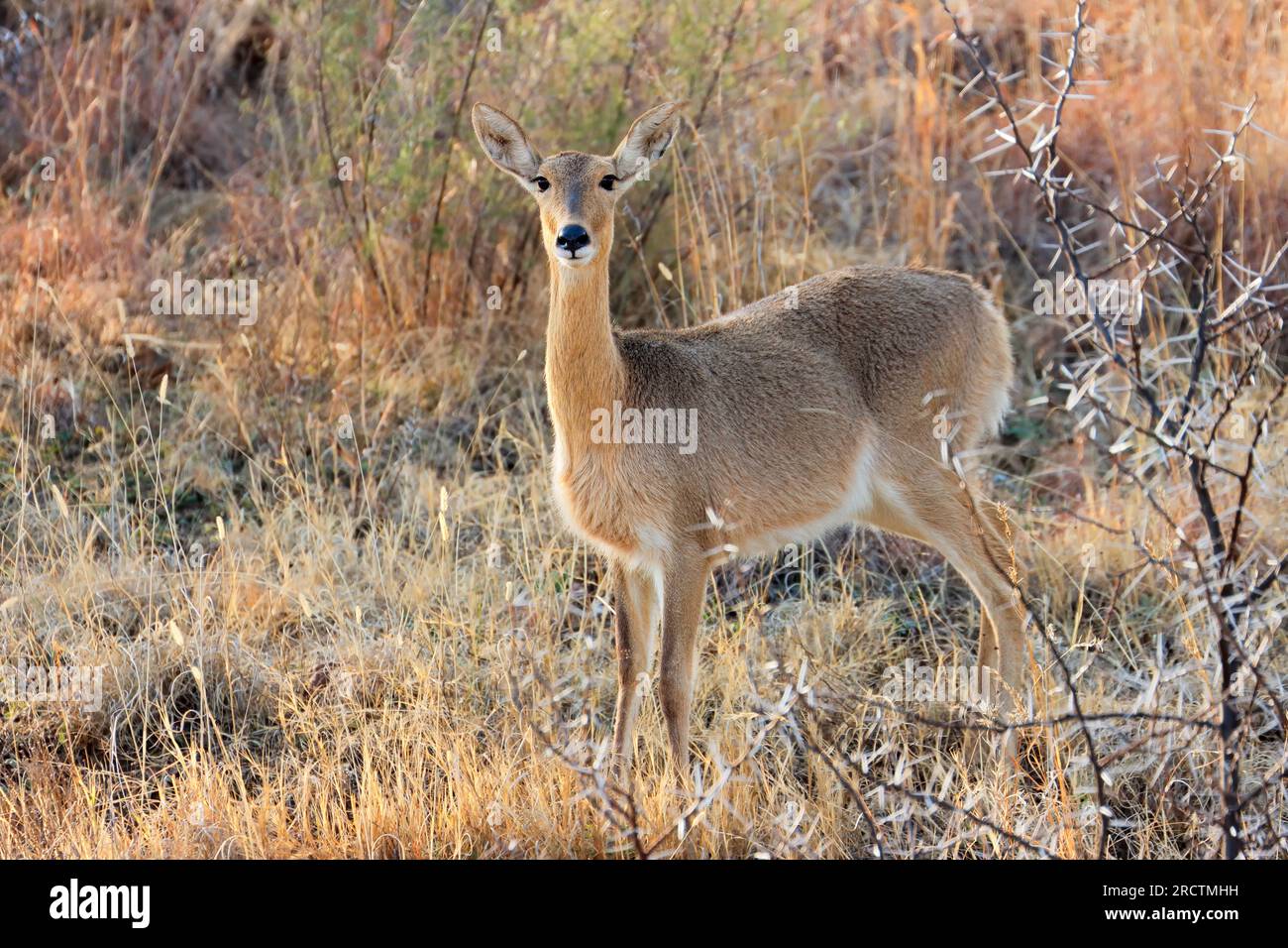 Ein weiblicher südlicher Schilfbuck (Redunca arundinum) in einem natürlichen Lebensraum, Südafrika Stockfoto