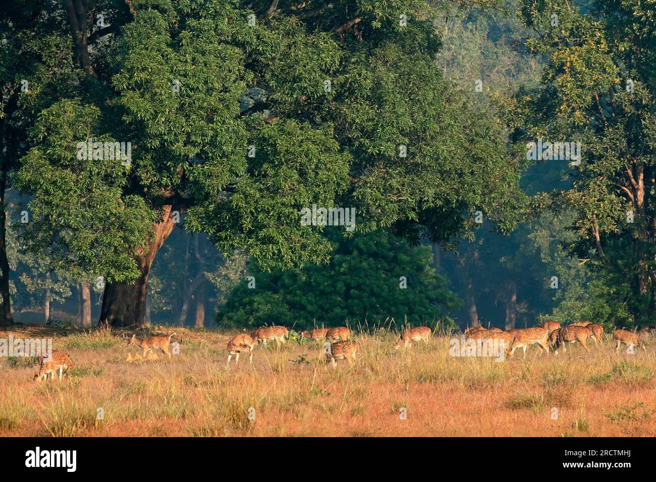 Herde von Spotted Deer oder Chital (Achse) Ernährung im natürlichen Lebensraum, Kanha National Park, Indien Stockfoto