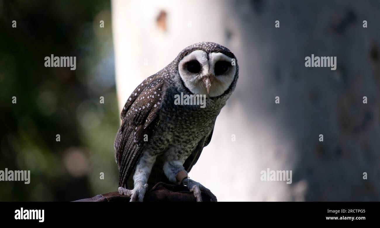 Die weniger rußige Eule hat eine dunkelrußgraue Farbe, mit großen Augen in einem grauen Gesicht, feinen weißen Flecken oben und unten und einem blassen Bauch. Stockfoto