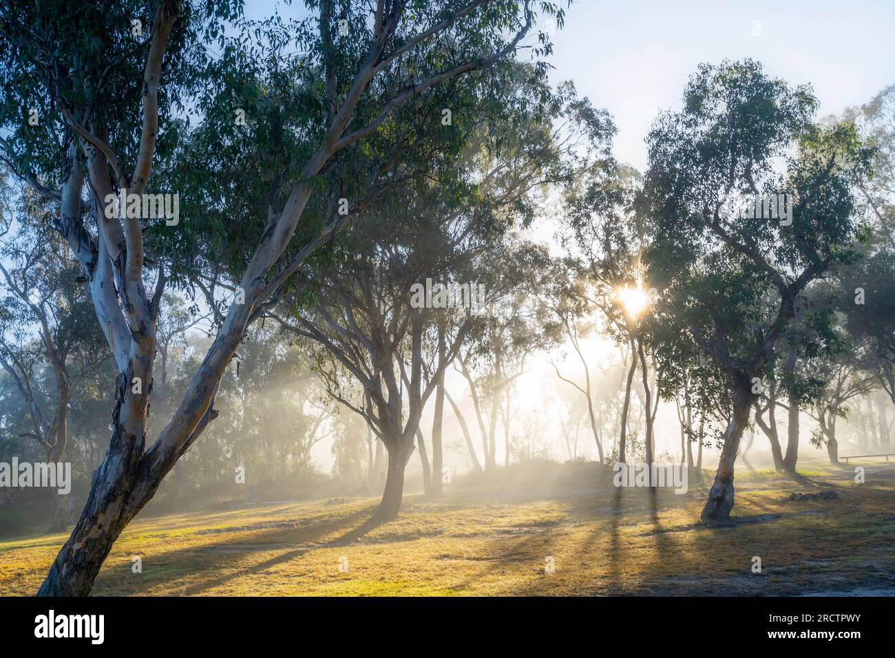Bäume, die an einem nebligen Morgen am Ufer des Severn River, Glen Aplin, NSW Australien, vor dem Sonnenaufgang abgeschirmt sind Stockfoto