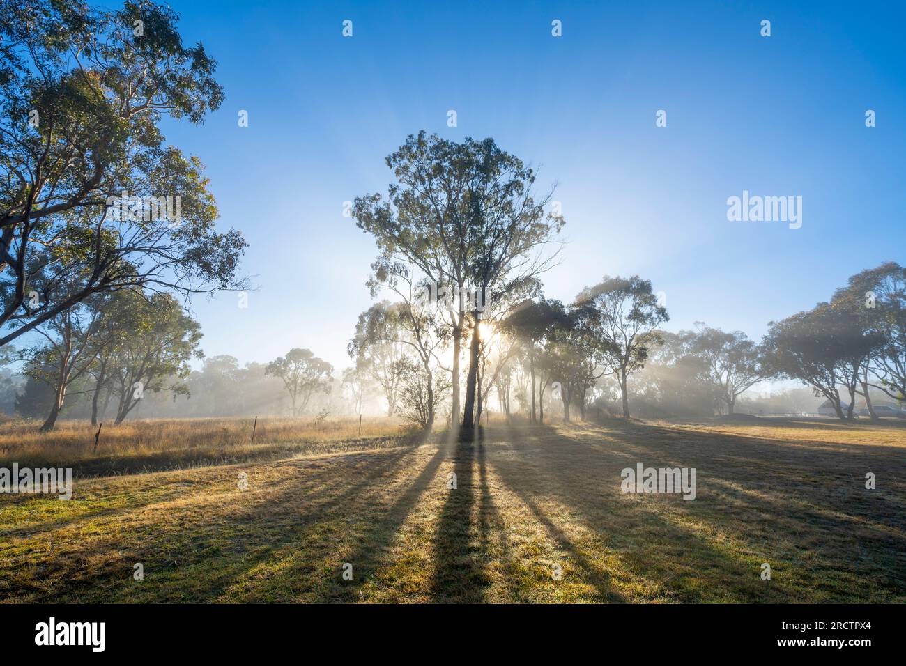Bäume, die an einem nebligen Morgen am Ufer des Severn River, Glen Aplin, NSW Australien, vor dem Sonnenaufgang abgeschirmt sind Stockfoto