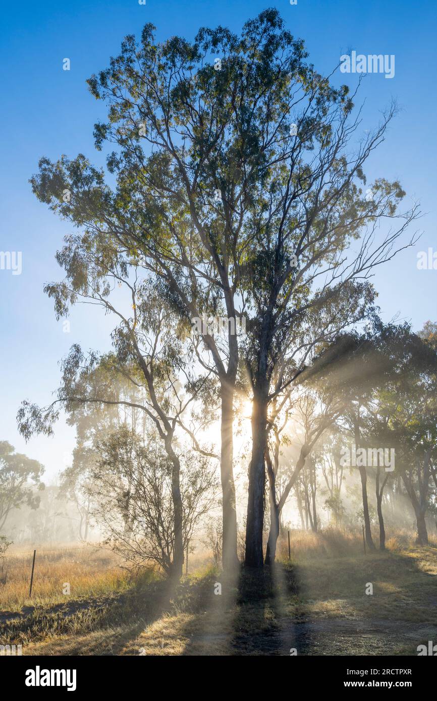 Bäume, die an einem nebligen Morgen am Ufer des Severn River, Glen Aplin, NSW Australien, vor dem Sonnenaufgang abgeschirmt sind Stockfoto