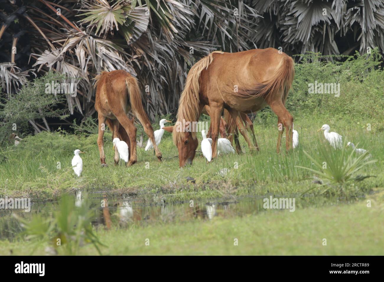 Wilde Pferde in Mannar, SriLanka Stockfoto