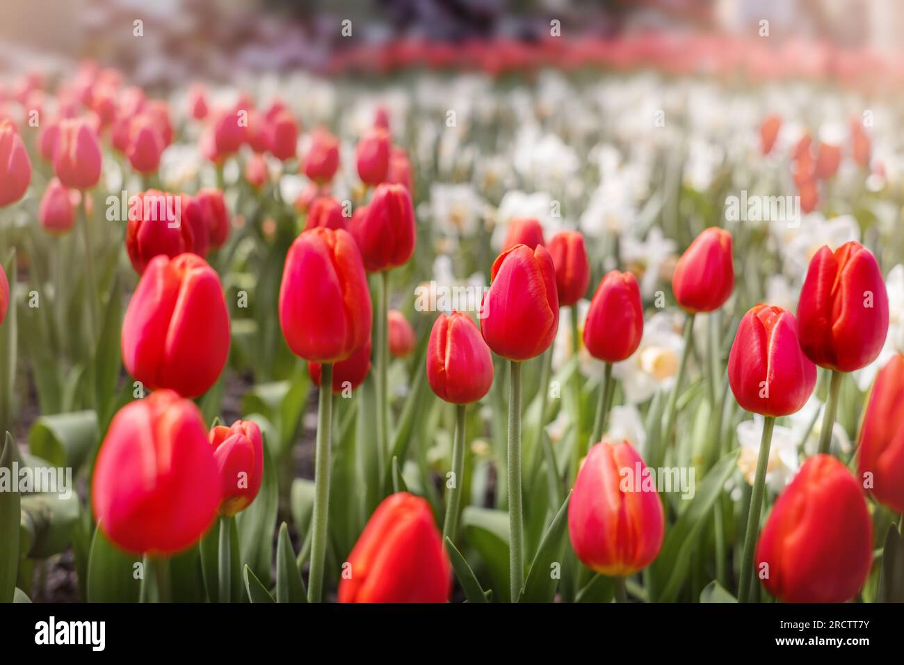 Blumenfeld. Rote Tulpen mit anderen Blumen Stockfoto