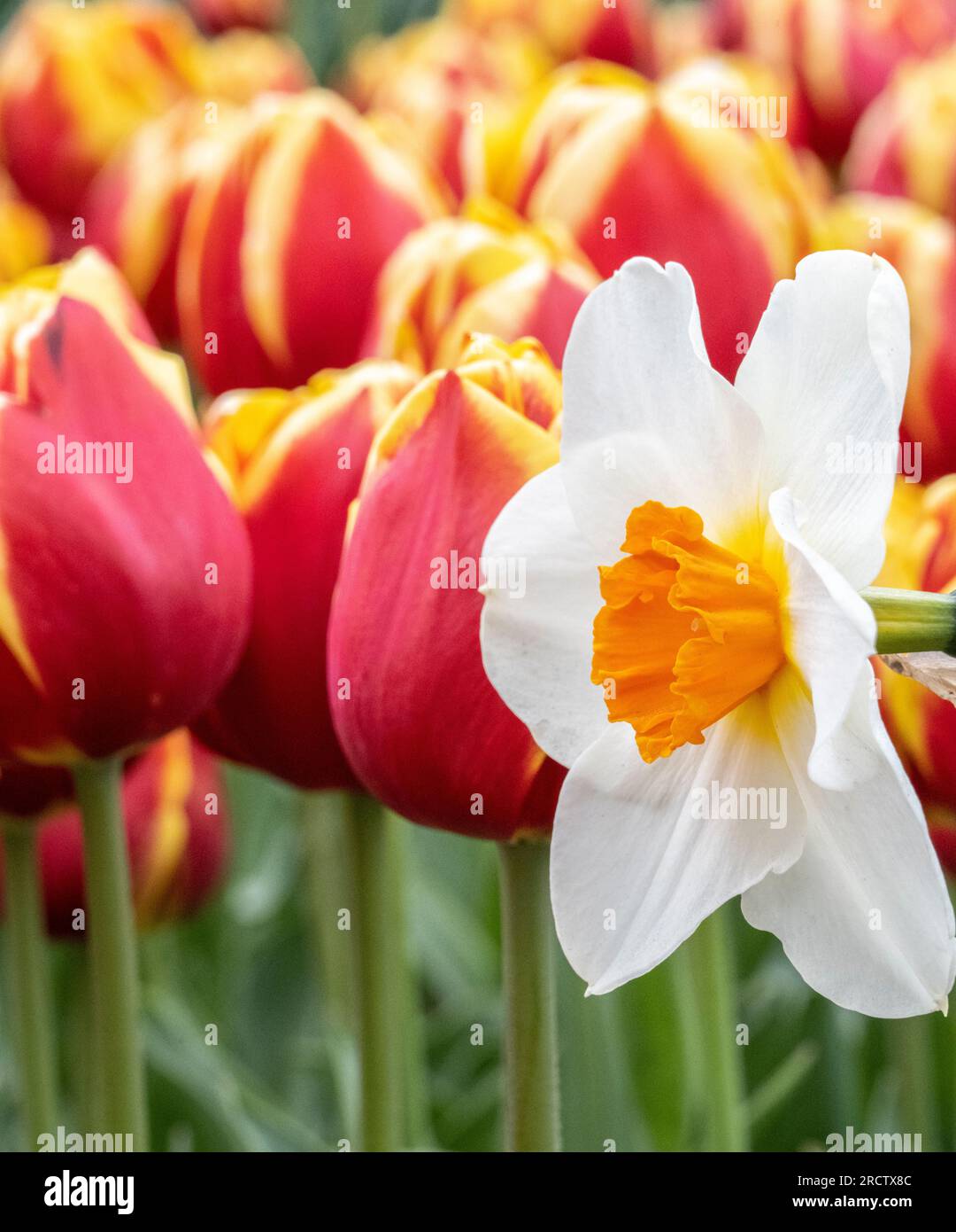 Einfach weiße Narzissen mit orangefarbener Mitte neben orangefarbenen Tulpen, Standsout, Einzelfokus Stockfoto