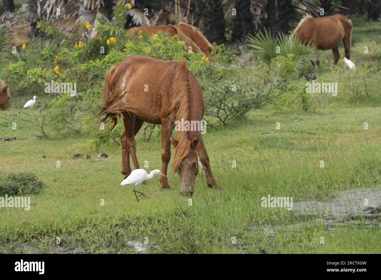 Wilde Pferde in Mannar, SriLanka Stockfoto