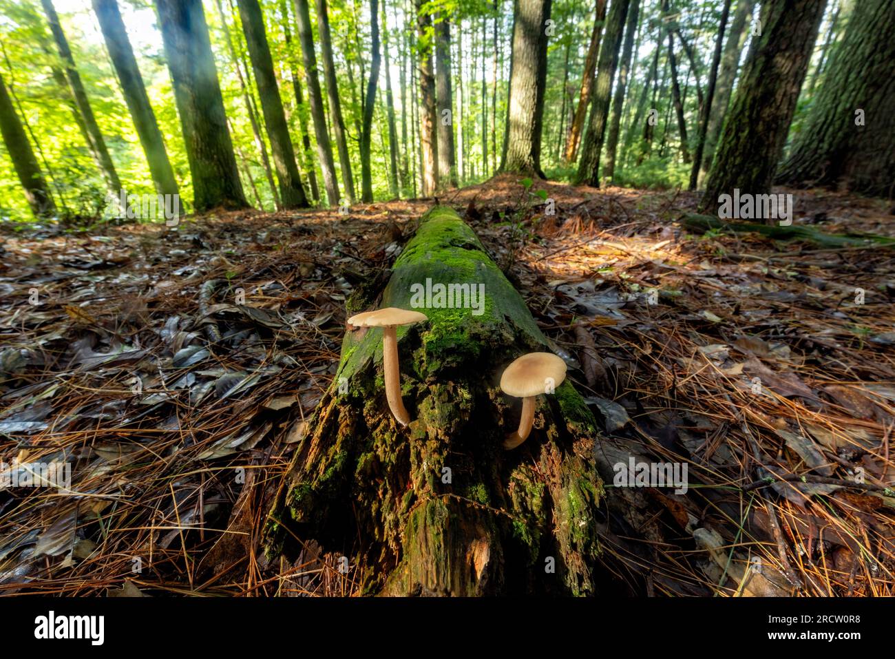 Wildpilze auf gefallenem Baumstamm – Brevard, North Carolina, USA Stockfoto