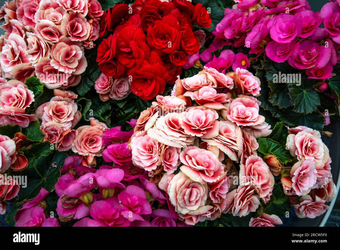 Rosa bis rote Solenia begonias Stockfoto